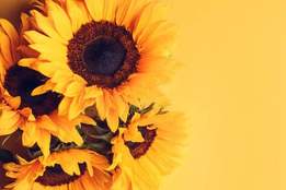 a bouquet of sunflowers on a yellow background